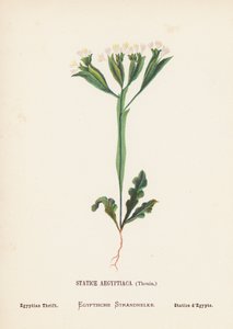 聖地の野の花：エジプティアカ、トゥーイン、エジプシャン・スリフト（カラー版画） 作： Hannah Zeller