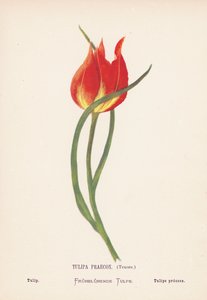 聖地の野の花チューリップ・プレコックス、テノーレ；チューリップ（カラー版画） 作： Hannah Zeller