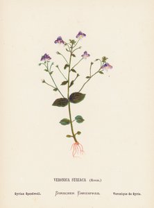 聖地の野の花：ベロニカ・シリアカ、ロエム；シリアン・スピードウェル（カラー版画） 作： Hannah Zeller