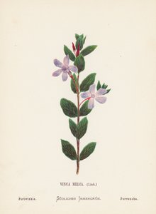 聖地の野の花ビンカ・メディア、リンク；ツルニチニチソウ（カラー版画）