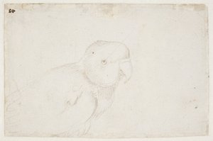 インコ