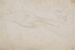 楽園のオスの鳥と左に横顔の中年男性の頭。 の詳細も 作： Hans Baldung Grien