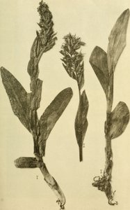 K.K.年譜自然史法廷博物館 (1914) (18196503932) 作： ハンス・フライシュマン