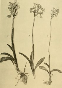 K.K.年譜自然史法廷博物館 (1914) (18201357971) 作： ハンス・フライシュマン