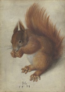 キタリス 作： Hans Hoffmann