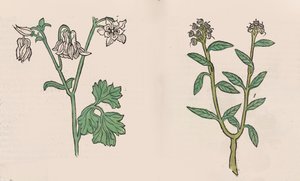Herbarius - Gart der gesuntheit - Garden of health、1485。 作： Hans Schönsperger