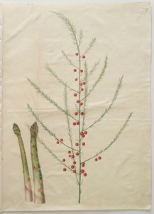 アルバムGottorfer Codex、c.1650（羊皮紙のガッシュ）のアスパラガスオフィシナリス 作： Hans Simon Holtzbecher
