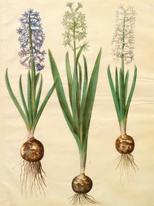 アルバムGottorfer Codex、c.1650（羊皮紙のガッシュ）のHyacinthoides orientalis 作： Hans Simon Holtzbecher