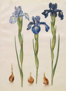 アルバムGottorfer Codex、c.1650（羊皮紙のガッシュ）のIris xiphiodes 作： Hans Simon Holtzbecher