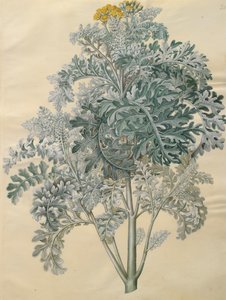 アルバムGottorfer Codex、c.1650（羊皮紙のガッシュ）のJacobaea maritima