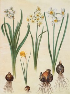 アルバムGottorfer Codex、c.1650（羊皮紙のグワッシュ）からの水仙タゼッタ、水仙オリエンタリス、コルブラリア球球菌 作： Hans Simon Holtzbecher