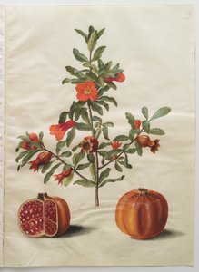 アルバムGottorfer Codex、c.1650（羊皮紙のガッシュ）のPunica granatum