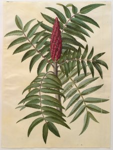 アルバムGottorfer Codex、c.1650（羊皮紙のガッシュ）のRhus typhina 作： Hans Simon Holtzbecher