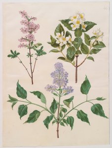 Syringa persica、philadelphus coronarius、syringa vulgaris（アルバムGottorfer Codex、c.1650（羊皮紙のガッシュ）） 作： Hans Simon Holtzbecher