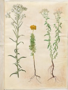 Achillea ptarmica (シルバー ボタン ノコギリソウ); アキレア・アゲラタム（バルサムヤロー）; Achilea millefolium (ノコギリソウ) 作： Hans Simon Holtzbecker