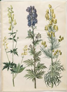 Aconitum lycoctonum (ノルディスクストームハット); Aconite napellus (Ægte stormhat); Aconite anthora (フィンブラデット ストームハット)