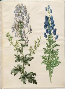 多彩なトリカブト（ブロゲット ストームハット）; Aconite napellus (エグテ ストームハット) 作： Hans Simon Holtzbecker