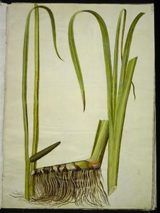 Acorus kalmus (almindelig kalmus) 作： Hans Simon Holtzbecker