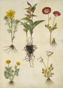 Vernal Adonis (vår-adonis); Cypripedium calceolus (stor fruesko); アジアのラナンキュラス (have-ranunkel); キンポウゲ (art af ranunkel) 作： Hans Simon Holtzbecker