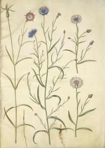 Agrotemma githago (一般的な岩); Centaurea cyanus (ヤグルマギク) 作： Hans Simon Holtzbecker