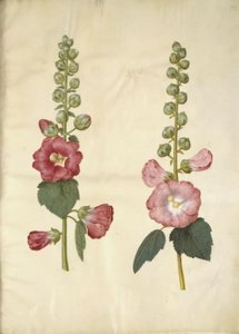 Alcea rosea (have-stokrose) 作： Hans Simon Holtzbecker