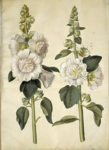 Alcea rosea (have-stokrose) 作： Hans Simon Holtzbecker