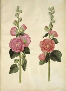Alcea rosea (have-stokrose) 作： Hans Simon Holtzbecker