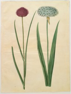 Allium sphaerocephalon (地中海タマネギ); アリウム・ニグラム（黒玉ねぎ） 作： Hans Simon Holtzbecker