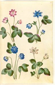 Anemone hepatica（青いアネモネ） 作： Hans Simon Holtzbecker
