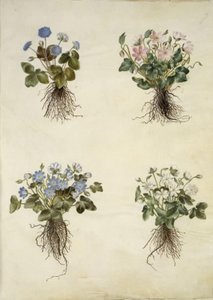 Anemone hepatica（青いアネモネ） 作： Hans Simon Holtzbecker