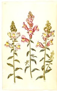 Antirrhinus majus (have-løvemund) 作： Hans Simon Holtzbecker