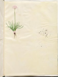 Armeria maritima (一般的な英語の草) 作： Hans Simon Holtzbecker
