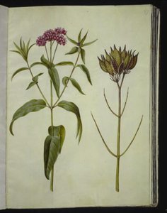 Asclepias incarnata (バラ-シルクプランテ) 作： Hans Simon Holtzbecker