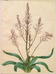 Asphodel ramosus (緑の水仙) 作： Hans Simon Holtzbecker