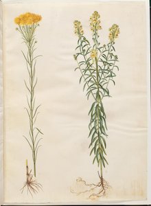Aster linosyris (金毛アスター); Linaria vulgaris (コッドマウス)