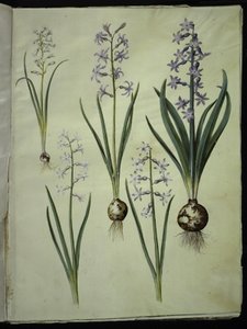 Brimeura amethystina (ピレネイスクブルー); オリエンタル ヒヤシンス (Almindelig ヒヤシンス) 作： Hans Simon Holtzbecker