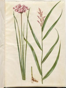 Butomus umbellatus (ブライダルキャンドル); Phragmites australis (ヨシ) 作： Hans Simon Holtzbecker