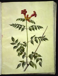 Campsis radicans (一般的なトランペットの花) 作： Hans Simon Holtzbecker