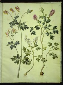 Capnoides sempervirens (道化師); エゾエンゴサク（長い茎のラークスパー） 作： Hans Simon Holtzbecker
