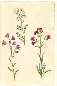 カルダミンプラテンシス（メドウクレス）; Campanula rotundifolia (?) (苦しみの鐘); Silene vulgaris (?) (膀胱蛾) 作： Hans Simon Holtzbecker