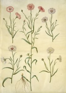 Centaurea cyanus (ヤグルマギク) 作： Hans Simon Holtzbecker