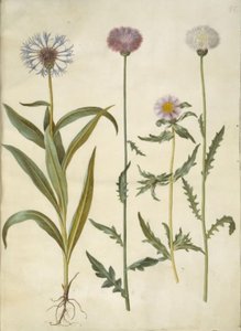 ケンタウレア・モンタナ（山のノットワート）; Amberboa moschata (香りのサルタン) 作： Hans Simon Holtzbecker
