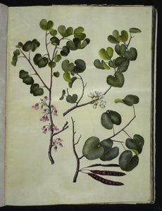 Cercis siliquastrum (almindelig judastræ) 作： Hans Simon Holtzbecker