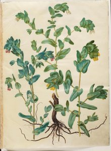 Cerinthe major (stor voksurt) 作： Hans Simon Holtzbecker
