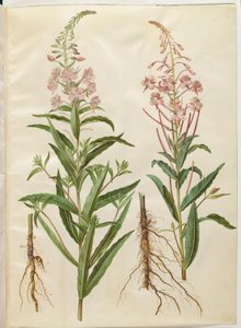 Chamerion angustifolium (smalbladet gederams) 作： Hans Simon Holtzbecker