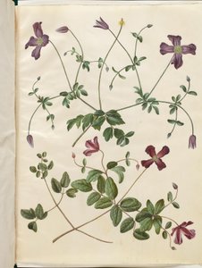Clematis viticella (イタリアのスコブランケ) 作： Hans Simon Holtzbecker