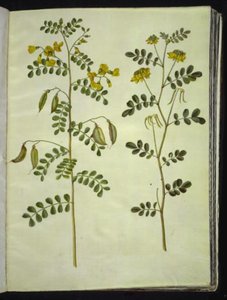 Colutea arborescens (一般的なぼうこう); Hippocrepis emerus (ブッシュホースシュー)