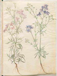 Consolida Regalis (Korn-Riedersfoor)
