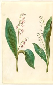 Convallaria majalis rosea (赤いスズラン); Convallaria majalis (スズランのユリ) 作： Hans Simon Holtzbecker
