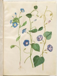 Convolvulus tricolor (乙女のスカート); Ipomoea purpurea（パープルマグノリア） 作： Hans Simon Holtzbecker